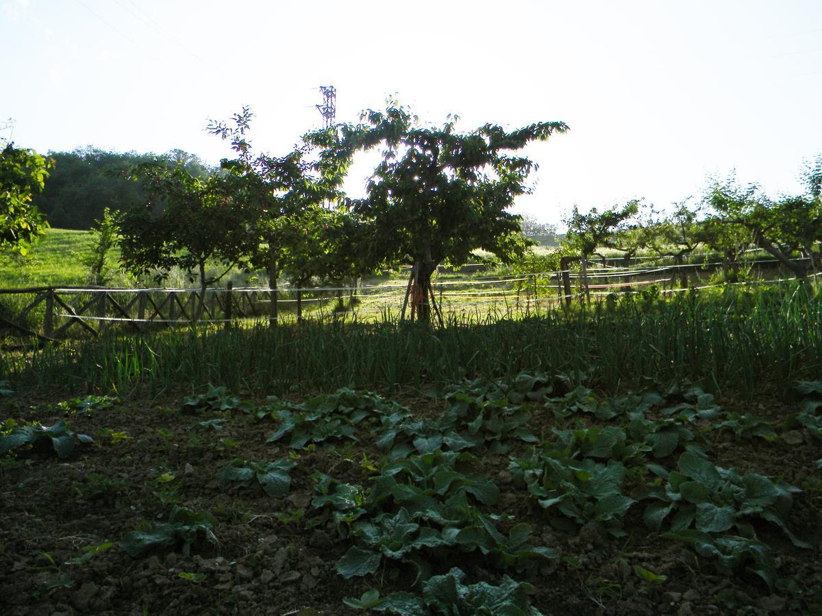 Azienda Agrituristica Colle San Giorgio Castiglione Messer Raimondo Eksteriør bilde